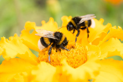 Bees on Yellow Flower Photograph Print 100% Australian Made