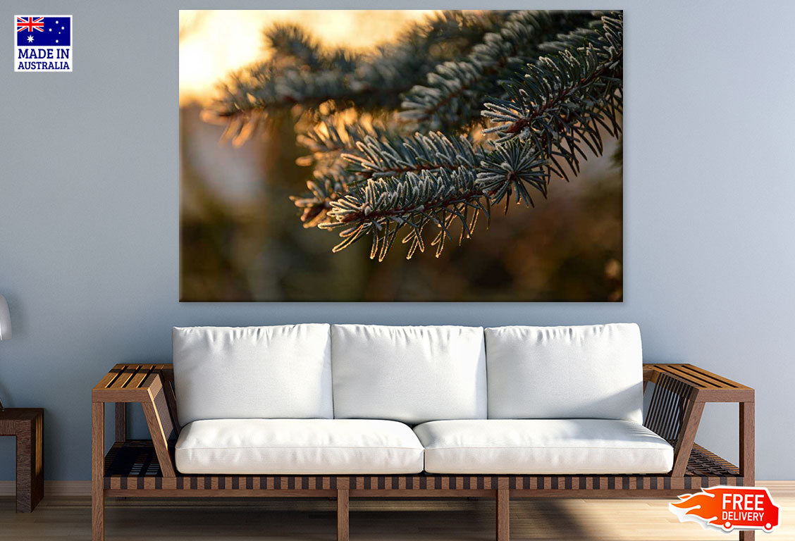 Pine Branch Closeup Photograph Print 100% Australian Made