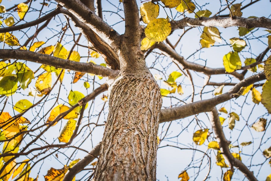 Yellow Autumn Tree Branches View Photograph Print 100% Australian Made