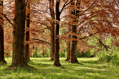 Grass & Autumn Forest Photograph Print 100% Australian Made