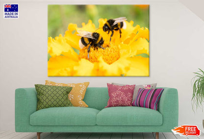 Bees on Yellow Flower Photograph Print 100% Australian Made