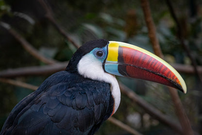 Toucans Bird Closeup Photograph Print 100% Australian Made