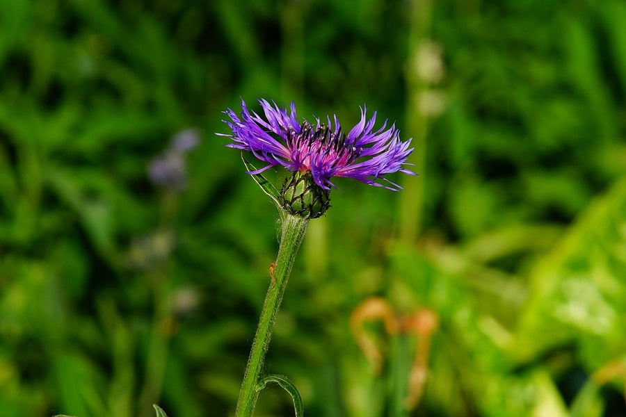 Purple Knapweed Flower Photograph Print 100% Australian Made