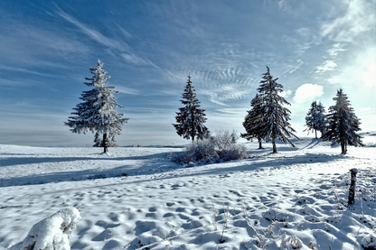 Snow Covered Trees Photograph Print 100% Australian Made