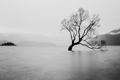 Tree On Lake Sky View B&W Photograph Print 100% Australian Made