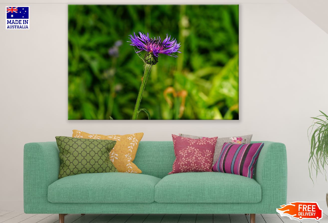 Purple Knapweed Flower Photograph Print 100% Australian Made