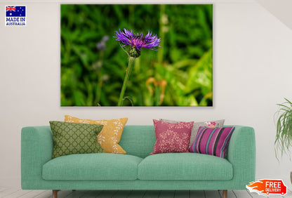 Purple Knapweed Flower Photograph Print 100% Australian Made