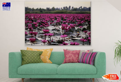 Pink Lotus Flowers on Lake Photograph Print 100% Australian Made