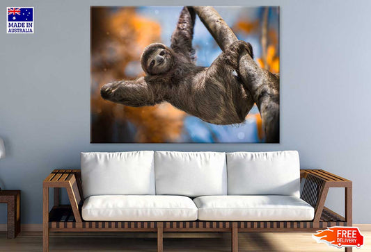 Costa Rica Sloth on Tree Branch Photograph Print 100% Australian Made