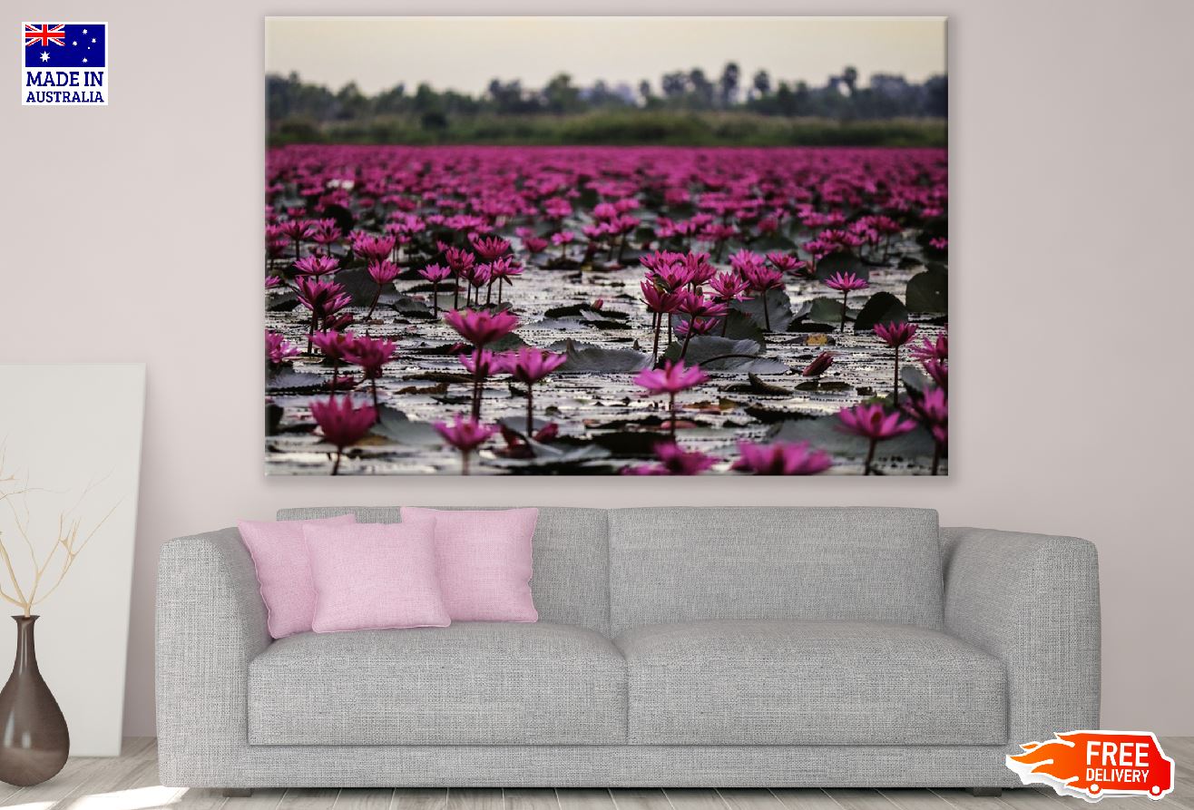 Pink Lotus Flowers on Lake Photograph Print 100% Australian Made