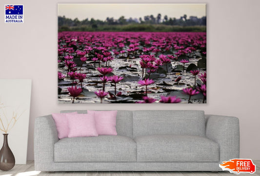 Pink Lotus Flowers on Lake Photograph Print 100% Australian Made