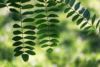 Green Leaves Plant Photograph Print 100% Australian Made