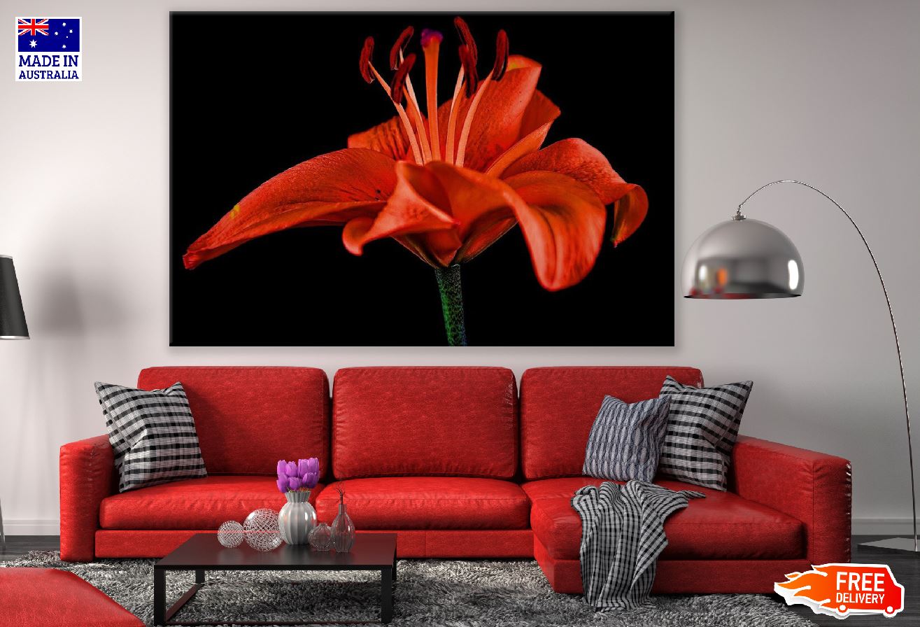 Red Lily Flower Closeup Photograph Print 100% Australian Made