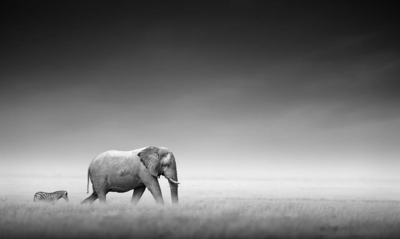 Elephant on Firld B&W Photograph Home Decor Premium Quality Poster Print Choose Your Sizes