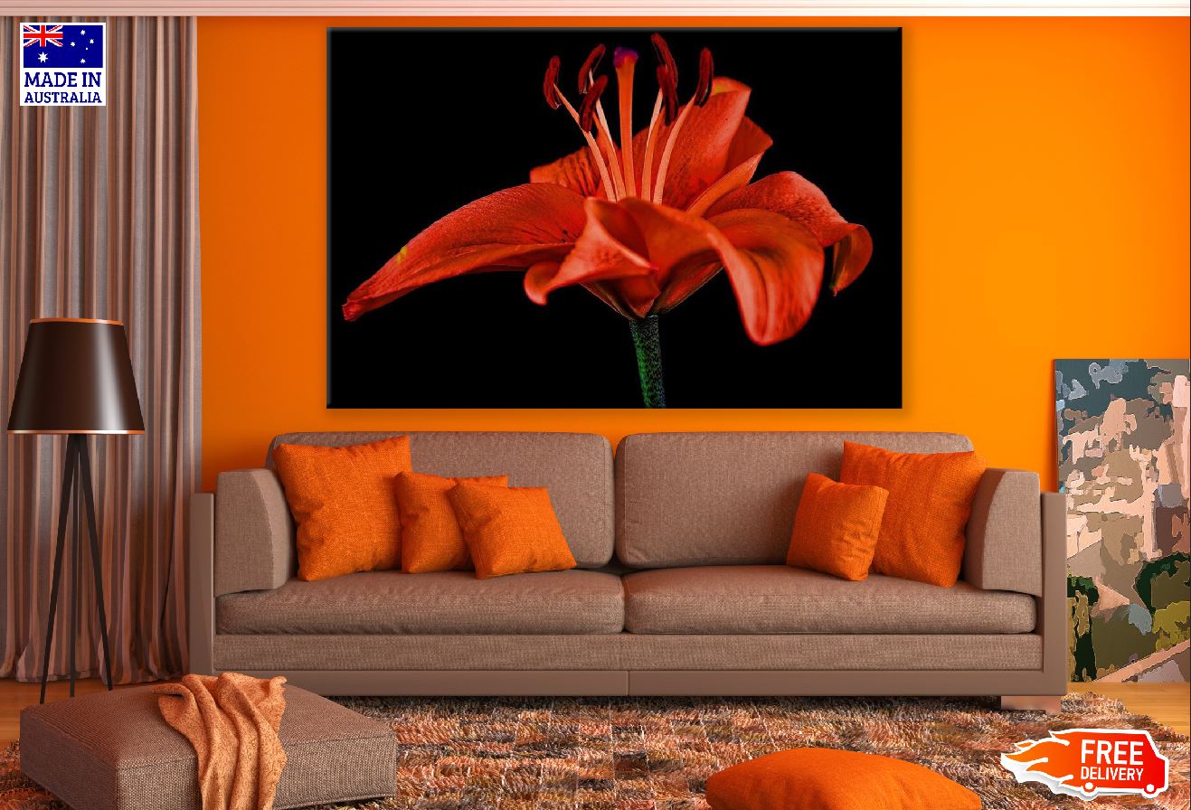 Red Lily Flower Closeup Photograph Print 100% Australian Made