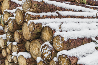 Snow Covered Tree Trunks Photograph Print 100% Australian Made