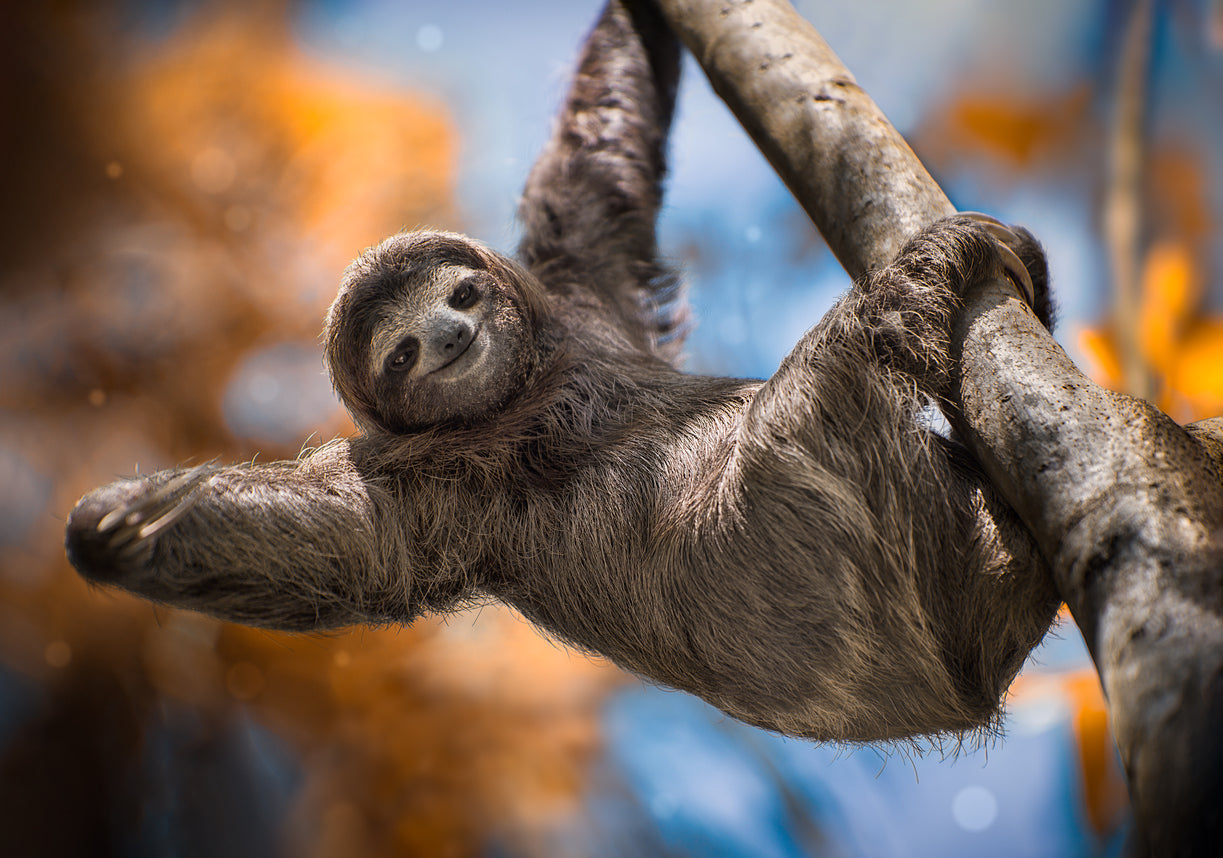 Costa Rica Sloth on Tree Branch Photograph Print 100% Australian Made