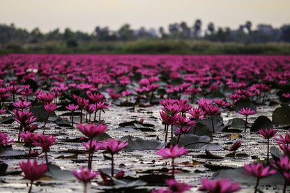 Pink Lotus Flowers on Lake Photograph Print 100% Australian Made