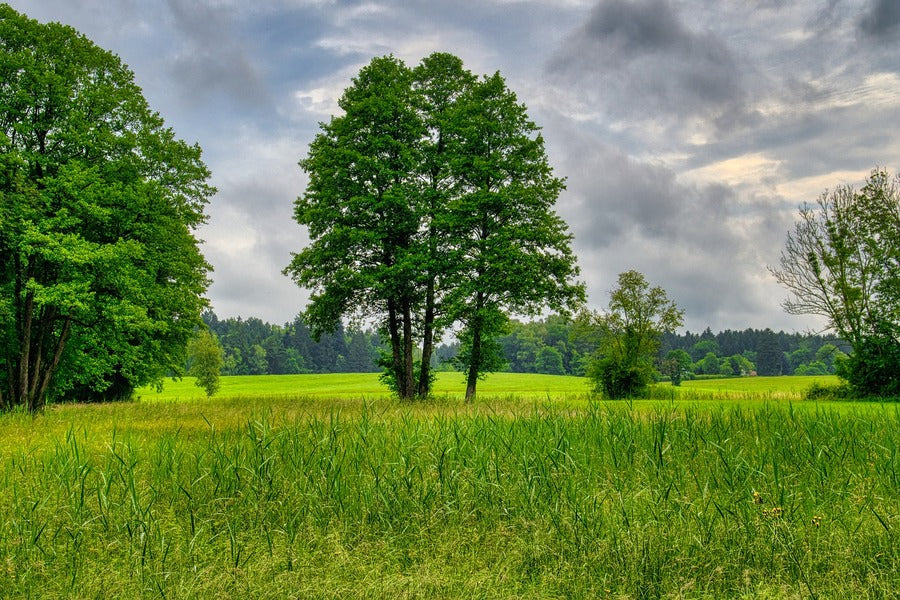 Green Trees & Rice Field Photograph Print 100% Australian Made