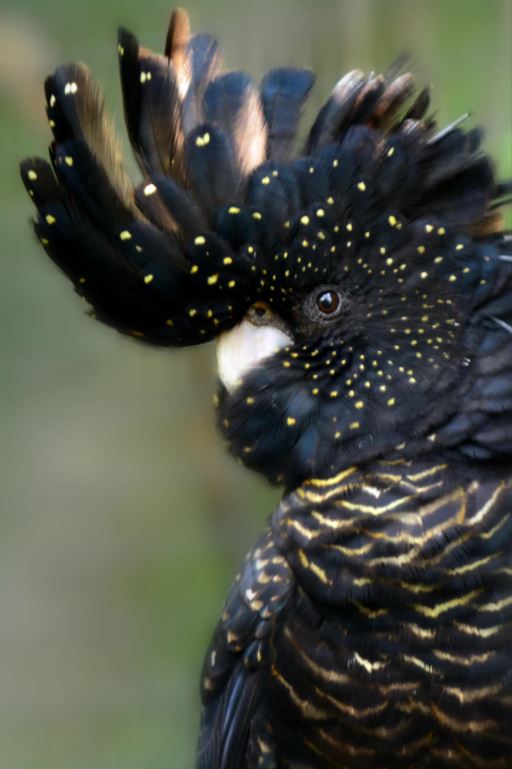 Black Bird Portrait Photograph Home Decor Premium Quality Poster Print Choose Your Sizes