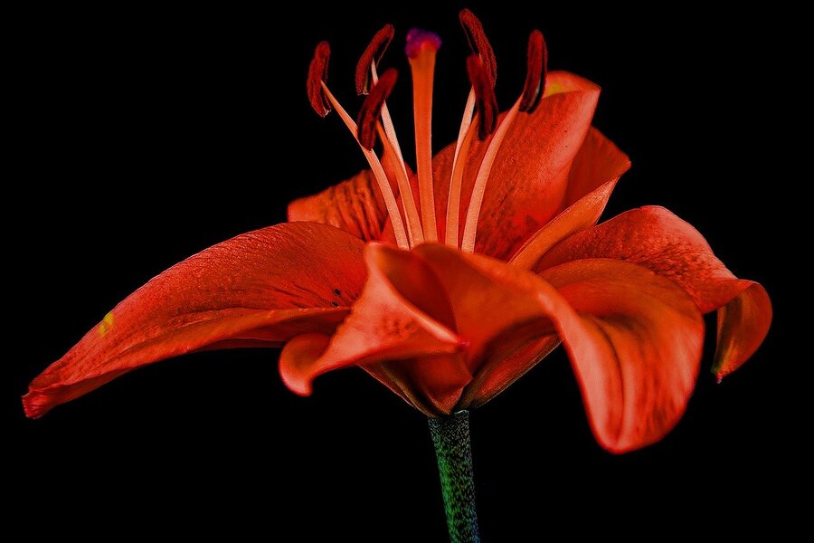 Red Lily Flower Closeup Photograph Print 100% Australian Made