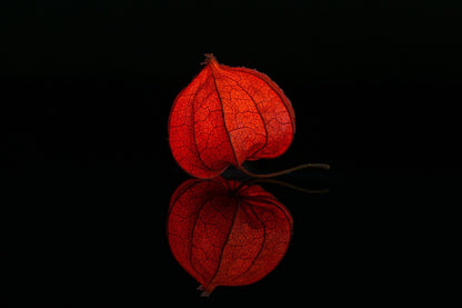 Red Lampion Flower Bud Photograph Print 100% Australian Made