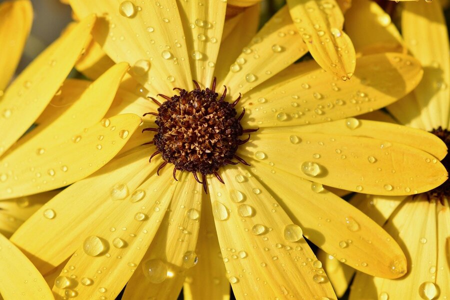 Yellow Gerbera Daisy with Water Drops Photograph Print 100% Australian Made