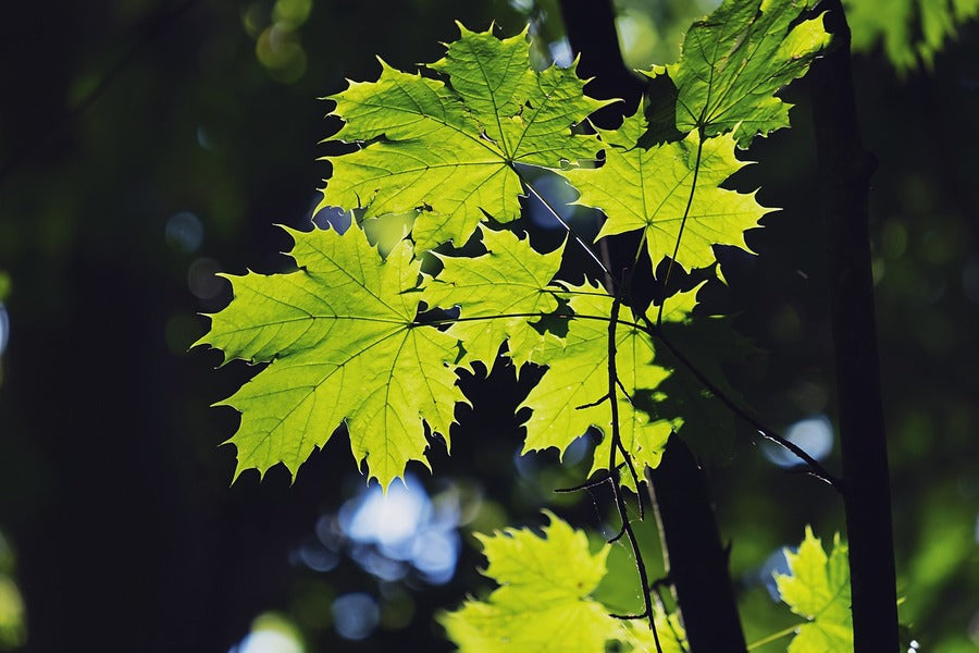 Green Maple Leaf Closeup Photograph Print 100% Australian Made