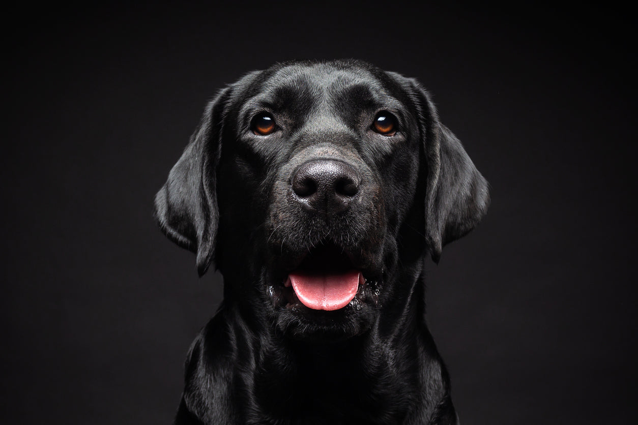 Labrador Retriever Dog on Dark Photograph Print 100% Australian Made