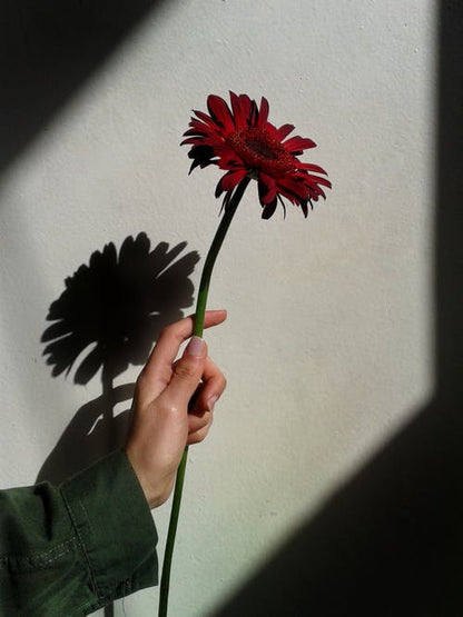 Girl Holding a Red Flower Photograph Print 100% Australian Made