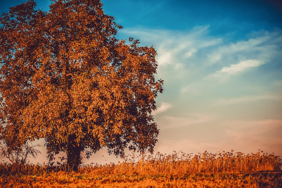 Solitary Tree in Flower Field Photograph Print 100% Australian Made