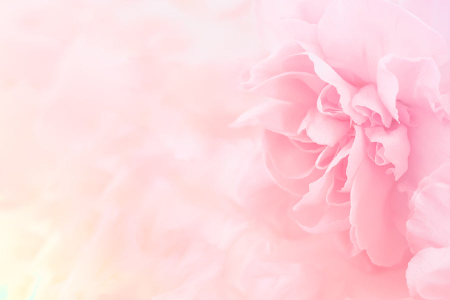 Pink Flower Closeup Photograph Print 100% Australian Made