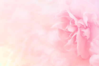 Pink Flower Closeup Photograph Print 100% Australian Made