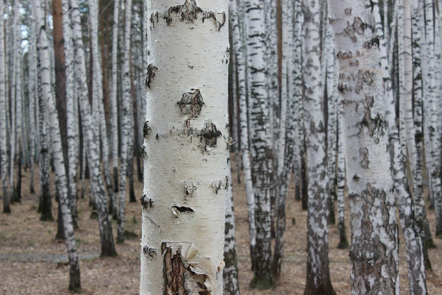 Trees Closeup Photograph Print 100% Australian Made