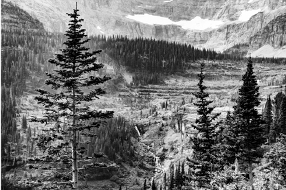 Snow Covered Forest & Trees B&W Photograph Print 100% Australian Made