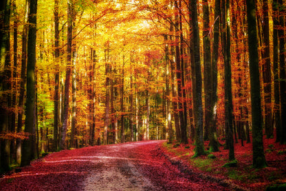 Path in Autumn Forest Photograph Home Decor Premium Quality Poster Print Choose Your Sizes