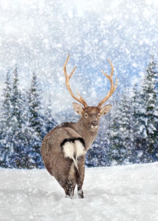 Deer in Snow Forest Photograph Home Decor Premium Quality Poster Print Choose Your Sizes