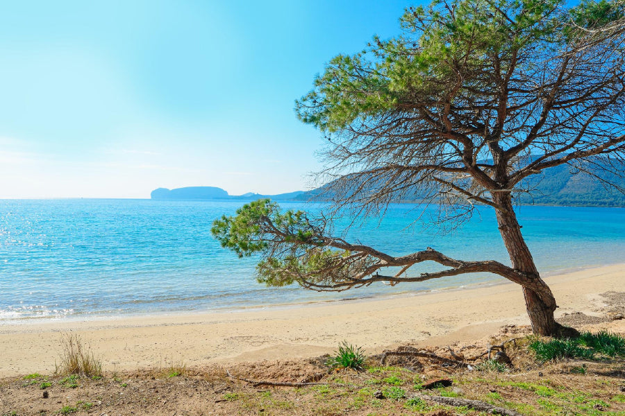 Pine Tree on Mugoni Sea Photograph Sardinia Print 100% Australian Made