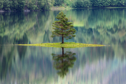 Tree Reflecting in Lake Norway Photograph Print 100% Australian Made