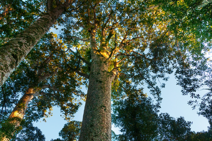 Trees & Sky View Photograph Print 100% Australian Made