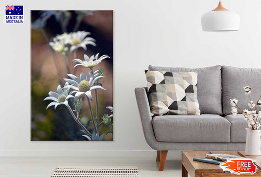Flannel Flowers Closeup View Photograph Print 100% Australian Made