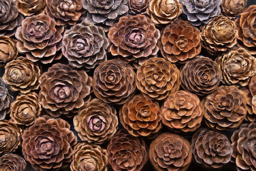 Larch Pine Cones Closeup View Photograph Print 100% Australian Made