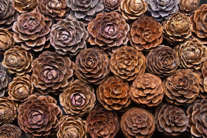 Larch Pine Cones Closeup View Photograph Print 100% Australian Made
