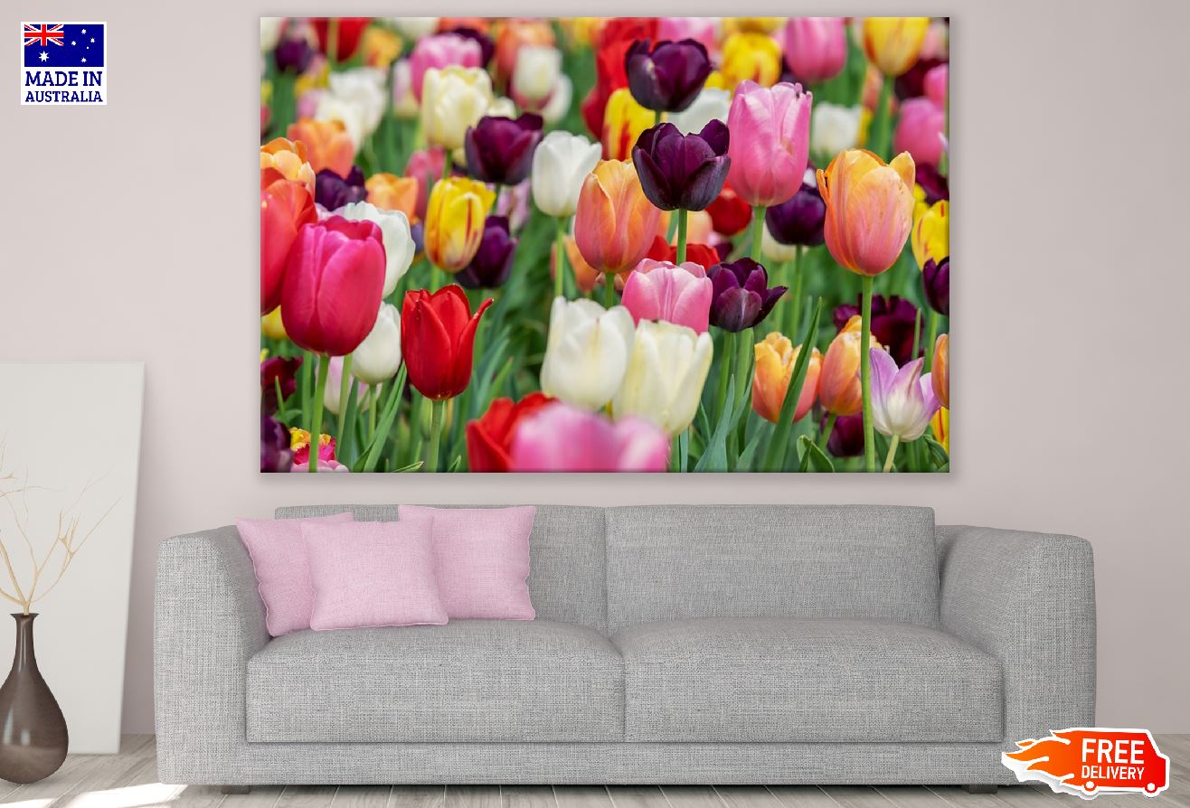Colorful Tulip Flowers Field Photograph Print 100% Australian Made