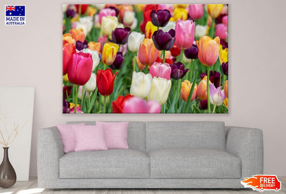 Colorful Tulip Flowers Field Photograph Print 100% Australian Made