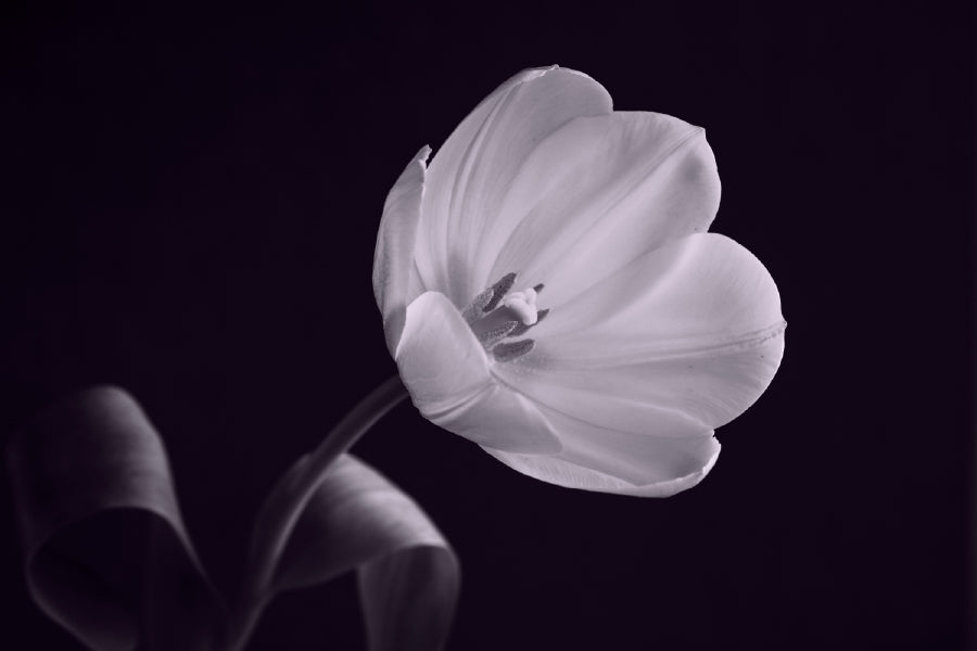 White Tulip on Dark B&W View Photograph Home Decor Premium Quality Poster Print Choose Your Sizes