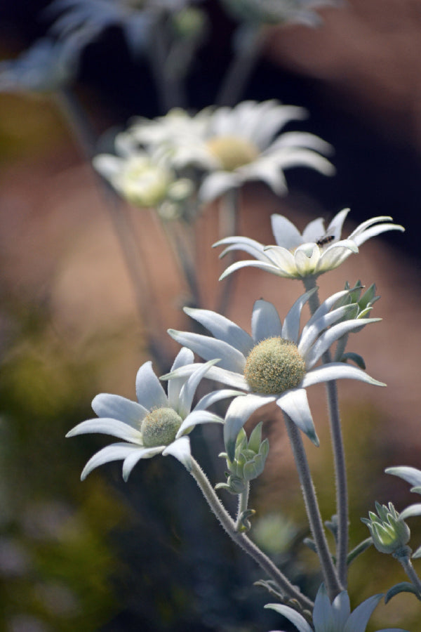 Flannel Flowers Closeup View Photograph Print 100% Australian Made
