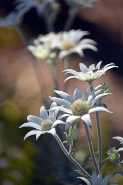 Flannel Flowers Closeup View Photograph Print 100% Australian Made