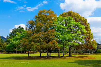 Casuarina Trees Green Field View Photograph Print 100% Australian Made