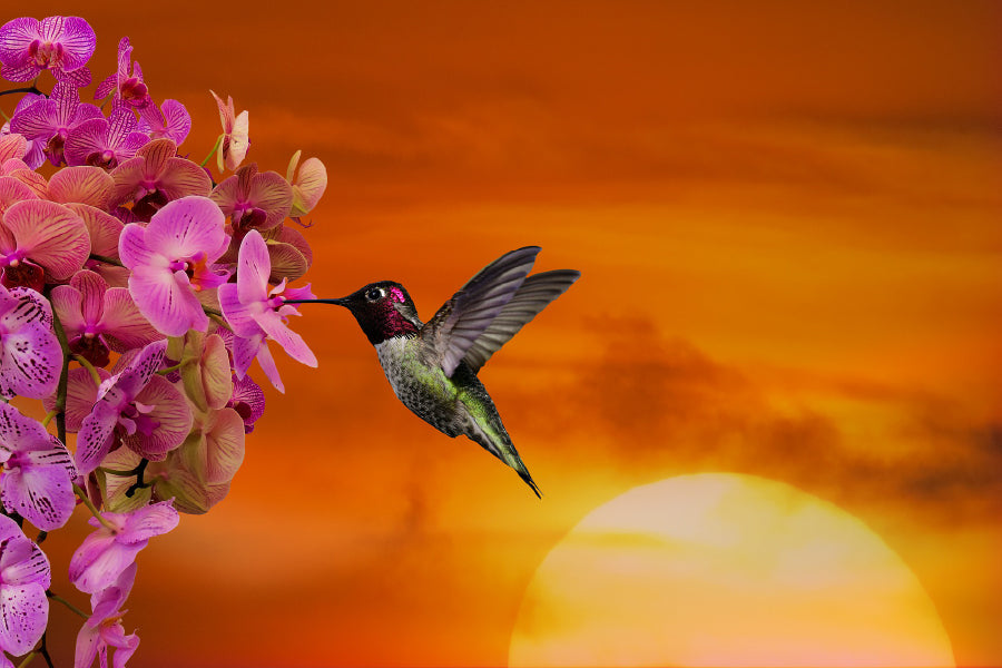 Hummingbird & Flowers Photograph Print 100% Australian Made